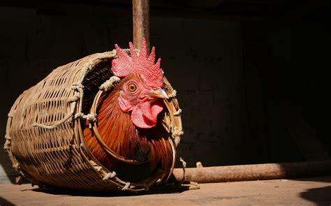  The Renowned Rooster:  An 11th-Century Italian Folktale About Cleverness and Trickery!